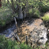 Diverse livelihoods helped Levänluhta people survive a climate disaster