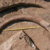 Discovery of 8-foot mammoth tusk in Bavaria