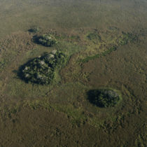 Earliest humans in the Amazon created thousands of ‘forest islands’