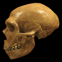 Modern humans, Neanderthals share a tangled genetic history