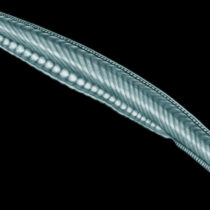 Promiscuity in the Paleozoic