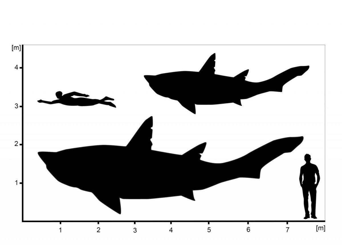Hypothetical outlines of Ptychodus showing the minimum and maximum size estimations for the sub-adult specimen from Spain. Credit: © Patrick L. Jambura
