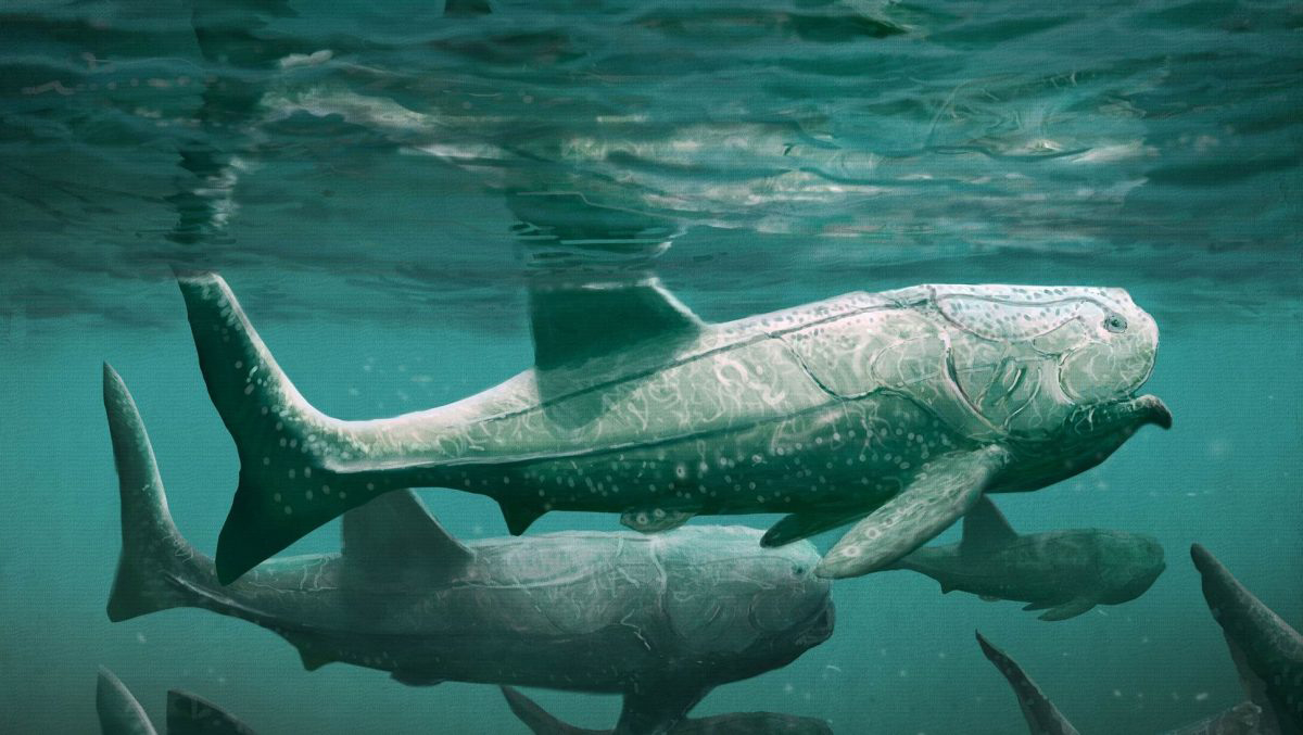 Titanichthys roamed the seas and oceans during the Dovonian period 380 million years ago. Image Credit : Mark Witton
