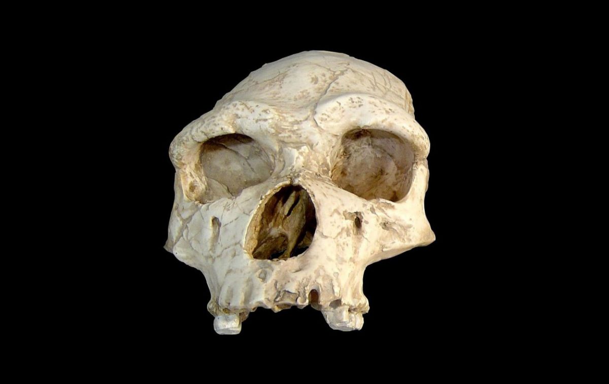 The new genomic analysis compares several ADHD-associated genetic variants described in current European populations to assess its evolution in samples of the human species (Homo sapiens), modern and ancient, and in samples of Neanderthals (Homo neanderthalensis).