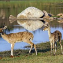 Migration patterns reveal an Eden for ancient humans and animals