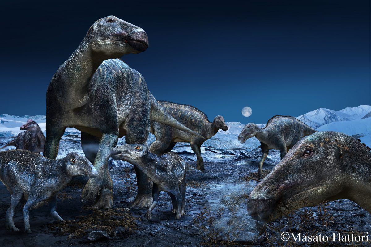 The study explores the proliferation of the most commonly occurring duck-billed dinosaur of the ancient Arctic as the genus Edmontosaurus. The findings reinforce that the hadrosaurs had a geographical distribution of approximately 60 degrees of latitude, spanning the North American West from Alaska to Colorado. Credit: Masato Hattori