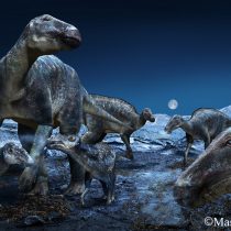 Arctic Edmontosaurus lives again