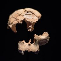 Ancient cannibal tooth provides oldest ever evidence of human ancestors