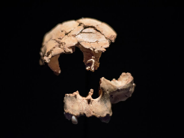 Homo antecessor cranium. Credit: David Herraez Calzada, Shutterstock