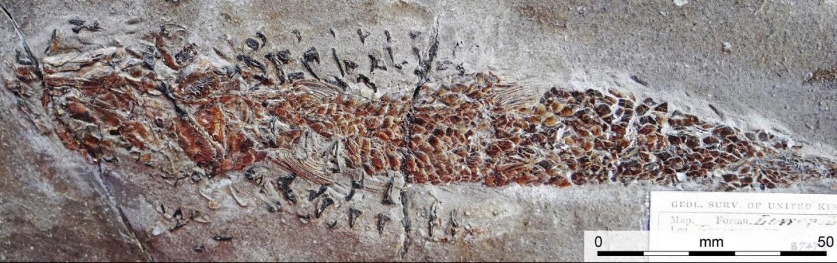 An image showing the full fossil with the body of the squid on the left and its arms, with the trapped fish, to the right. Image Credit : Malcolm Hart, Proceedings of the Geologists’ Association