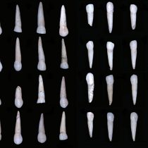 Development of teeth enables sex from fossil site to be estimated