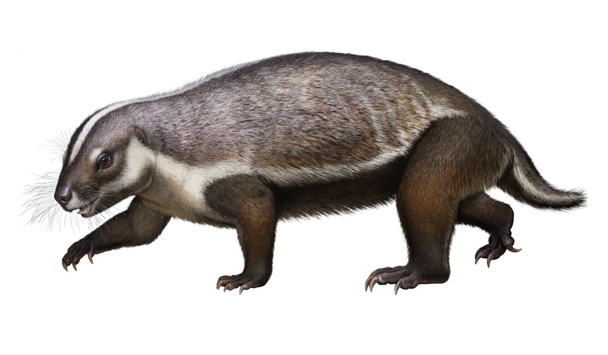 The finding of the new mammal, called Adalatherium, which is translated from the Malagasy and Greek languages and means 