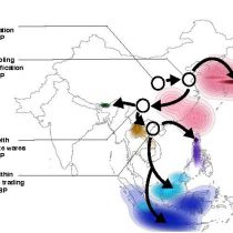 Global cooling event 4,200 years ago spurred rice’s evolution