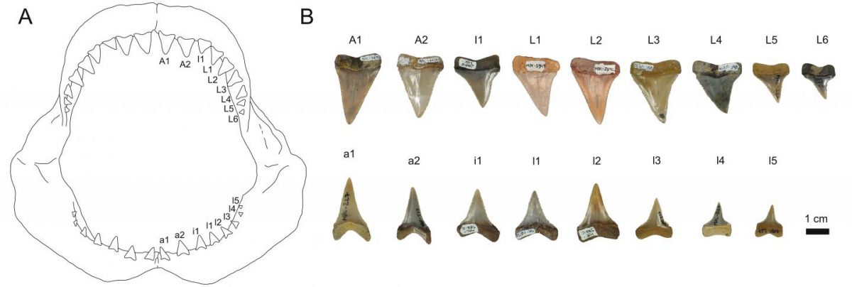 Set of teeth of today's white shark and a reconstructed set of teeth of a fossil great white shark. Credit: ©Jaime Villafaña/Juergen Kriwet