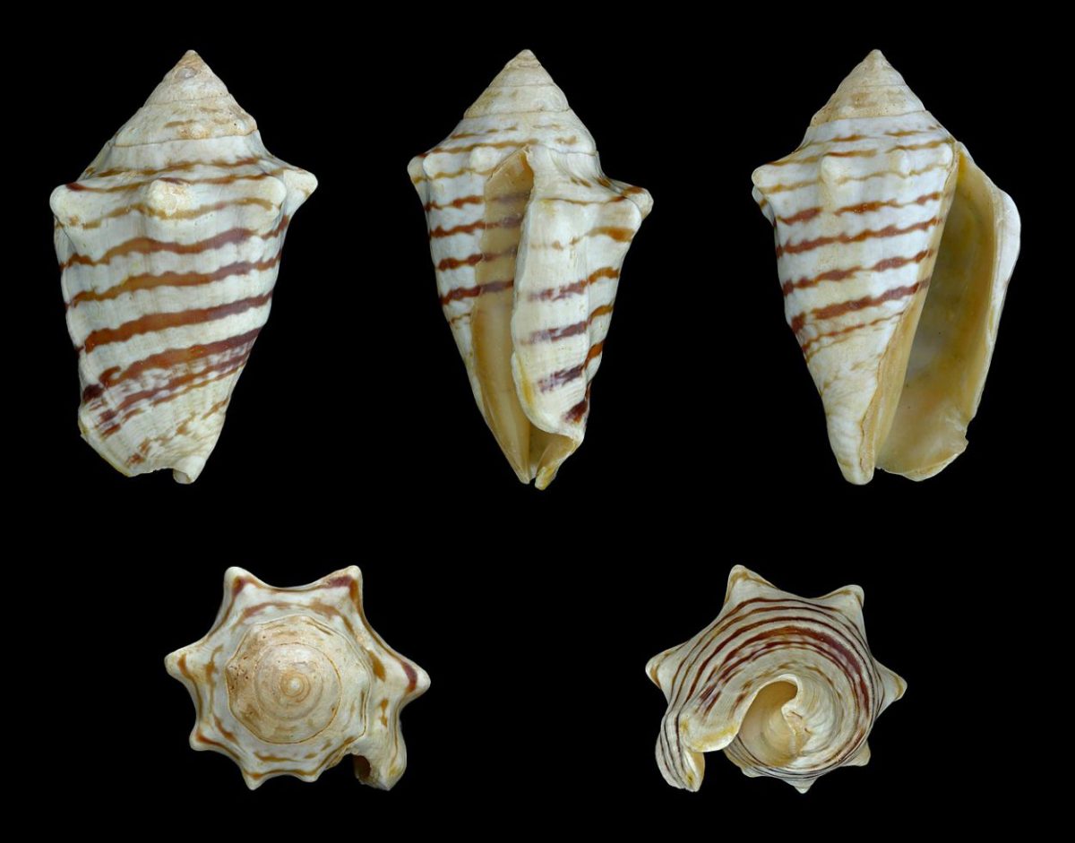 Conomurex fasciatus. Image credit : Llez

