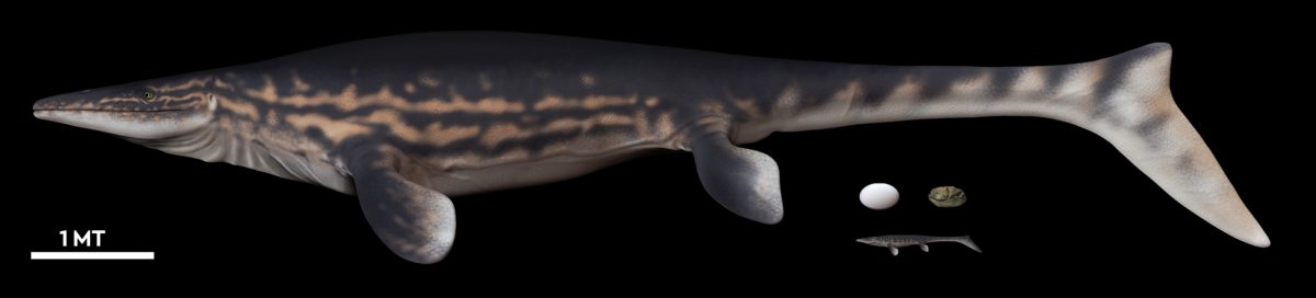 A diagram showing the fossil egg, its parts and size relative to an adult human.The giant egg has a soft shell. This is shown in dark gray in the drawing, with arrows pointing to its folds and surrounding sediment shown as light gray. Credit: Legendre et al. 2020
