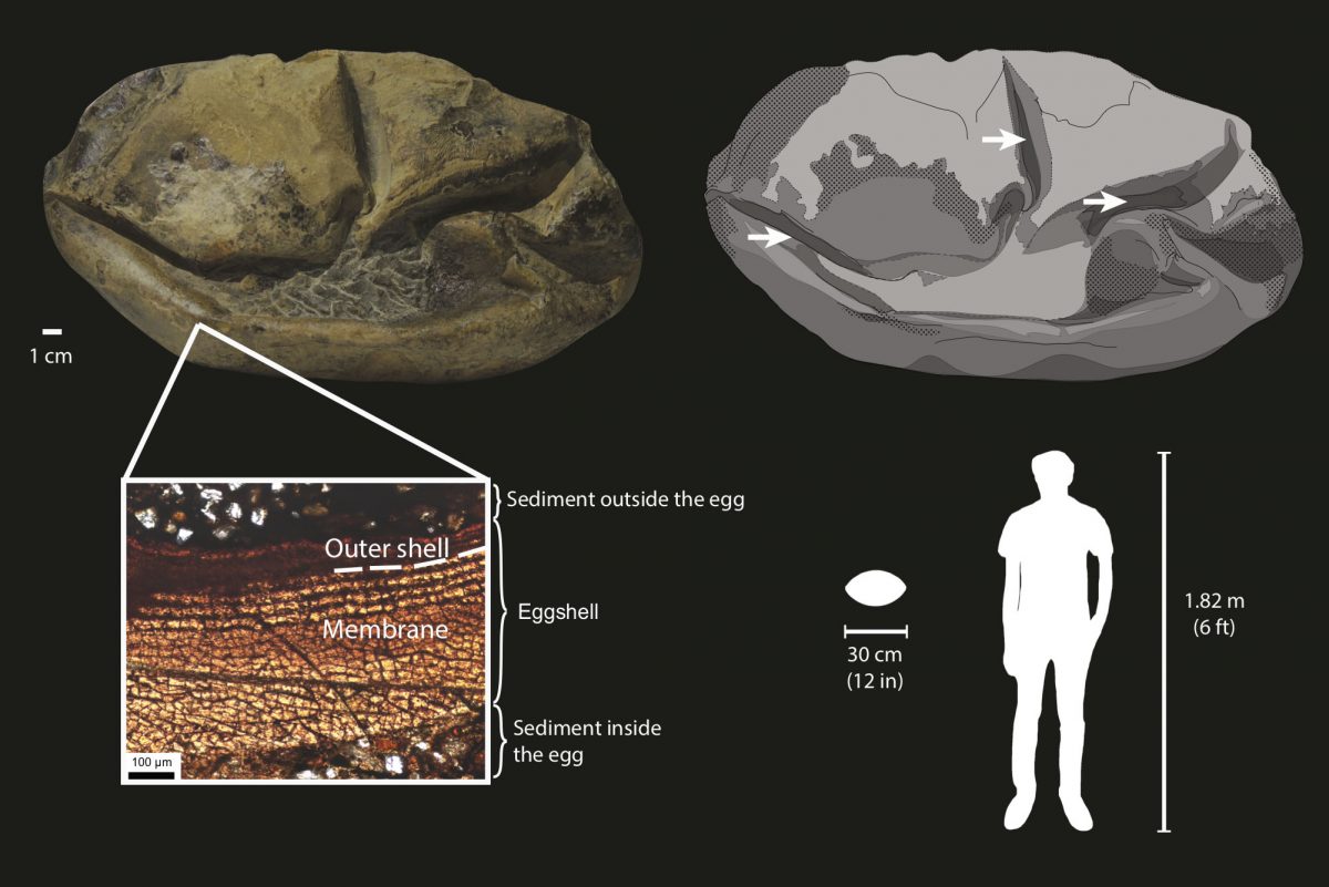 A diagram showing the fossil egg, its parts and size relative to an adult human.The giant egg has a soft shell. This is shown in dark gray in the drawing, with arrows pointing to its folds and surrounding sediment shown as light gray. Credit: Legendre et al. 2020