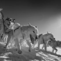 Sledge dogs are closely related to 9,500-year-old ‘ancient dog’