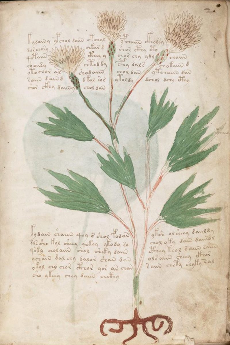 Voynich Manuscript, Yale University, Beinecke Rare Book and Manuscript Library, MS 408, Folio 2r