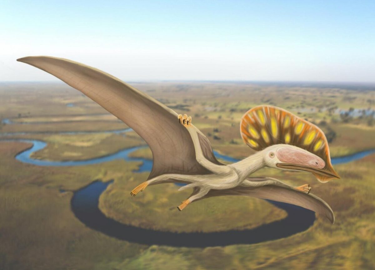 The attached image shows Wightia declivirostris flying over an oxbow lake in the valley of the ancient Wessex River that flowed from Devon to the Isle of Wight. Image Credit: Megan Jacobs