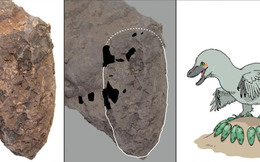 Nest of exceptionally small non-avian theropod egg fossils