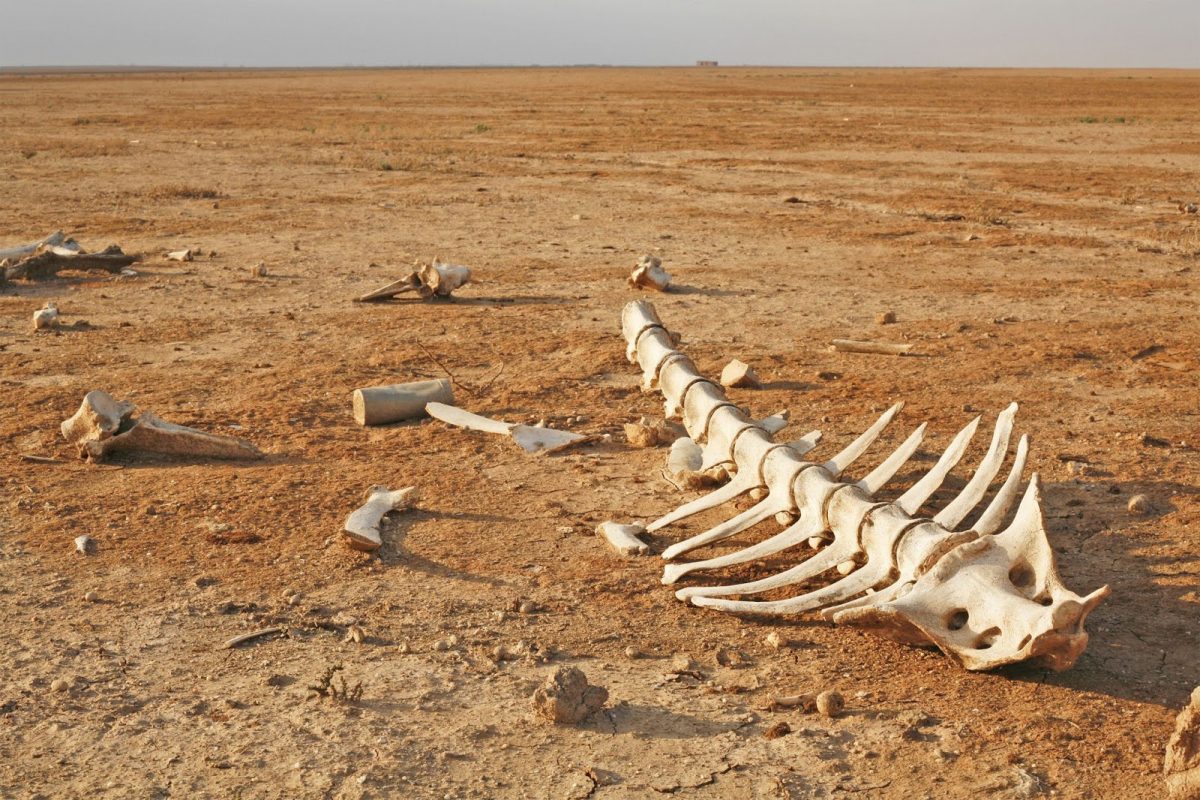 A new paper verifies a paradigm for extinction which encompasses cause, effect, and a mechanism of extinction.