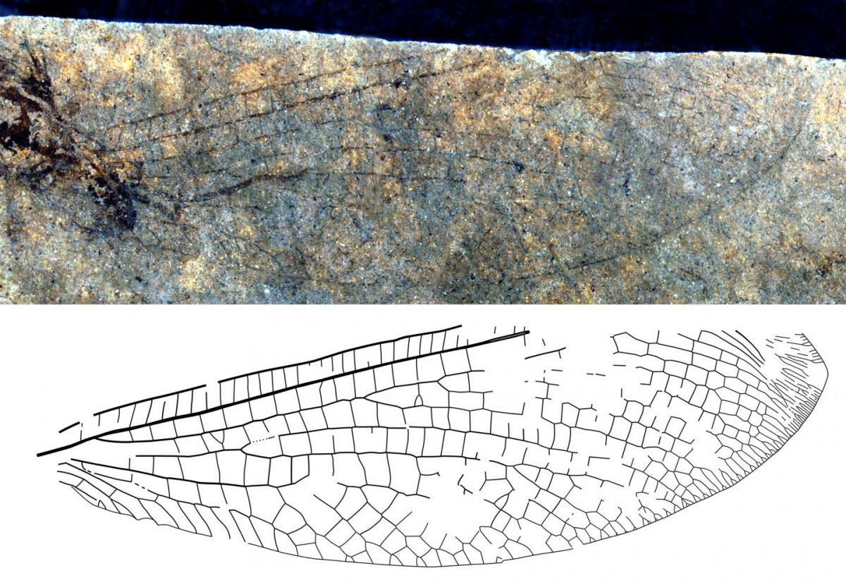 The new fossil lacewing species from British Columbia, Canada, with an almost complete wing. Credit: Copyright: The Canadian Entomologist. Used by permission.