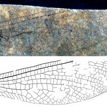 Fossil discovery shows 50 million-year-old Canada-Australia connection