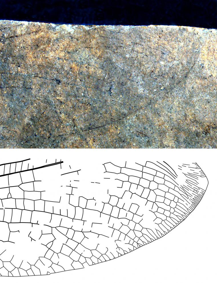 Fossil discovery shows 50 millionyearold CanadaAustralia connection