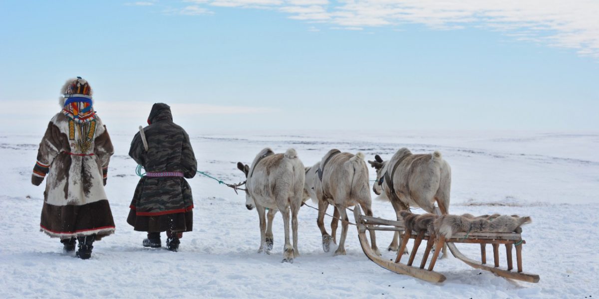 Working closely with the Nenets people indigenous to the Iamal Peninsula in northern Siberia, U of A archeologists determined that 2,000-year-old artifacts recovered from the Arctic tundra are likely pieces of harnesses used to train reindeer to pull sleds. (Photo: Robert Losey)