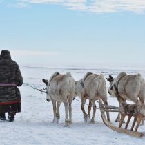 Reindeer were domesticated much earlier than previously thought