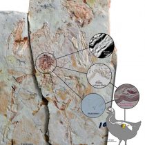 Palaeontologists prove bird ovary tissue can be preserved in fossils