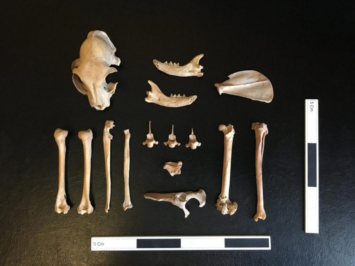 Bones of cat skeleton. Image Credit : Ashleigh Haruda / MLU