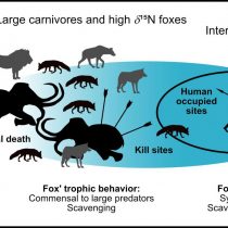 Foxes have been eating humans’ leftovers for 42,000 years