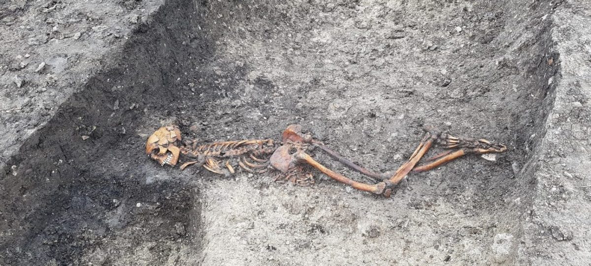 Skeleton of adult male at Wellwick Farm, uncovered by HS2 archaeological works.