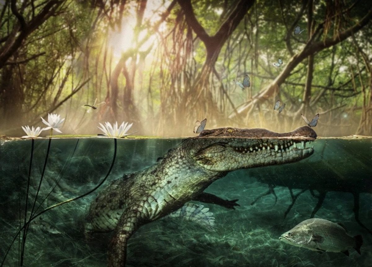 The remains of C. checchiai have been dated to around seven million years ago while the oldest remains of an American crocodile, the extinct C. falconensis, have been dated to around five million years ago. Image Credit : D. A. Iurino