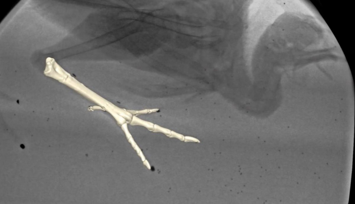 Using sophisticated X-ray-based technology, a team of Brown University researchers tracked the movements of guineafowl to investigate how their feet move below ground through various substrates and what those findings could mean for understanding fossil records left behind by dinosaurs. Image Credit : Brown University