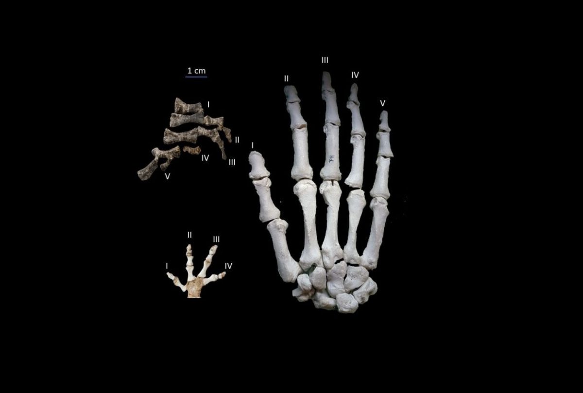 Comparison between the manus of Metoposaurus (top left), the largest living modern amphibian Andrias japonicus (bottom left) and a human hand (right). Image Credit : Goldfuss specimens – DKM/ Metoposaurus – Georg Oleschinski, University of Bonn