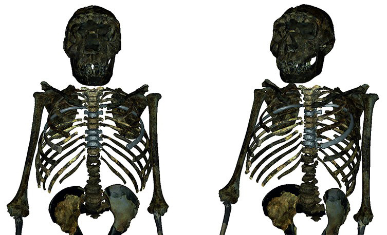 Reconstructed upper body skeleton of the 1.5 million years old Homo erectus youth from West Turkana, Kenya.
The ribcage was deeper, wider and shorter than in modern humans, suggesting a stockier body shape and a larger lung volume. Credit Markus Bastir
