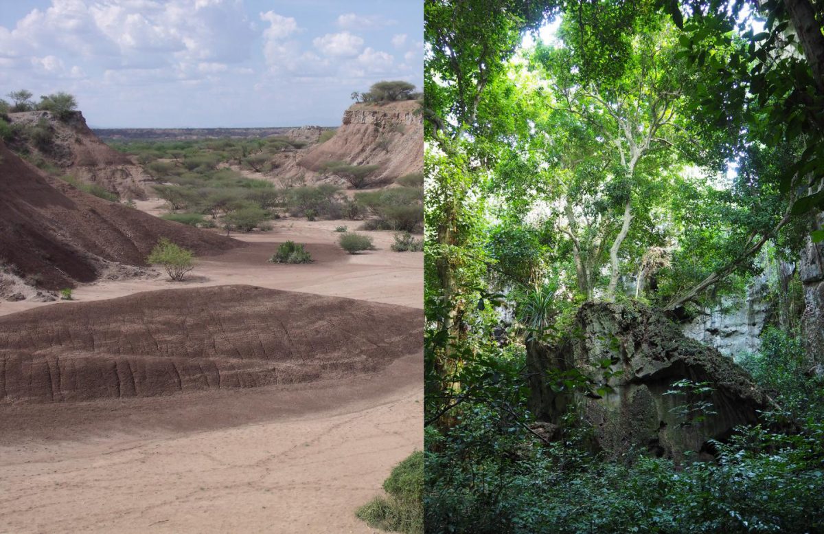 Middle and Later Stone Age populations inhabited a variety of landscapes present in eastern Africa, such as the open savannahs in the Omo basin or tropical coastal forests at Panga ya Saidi but used distinct toolkits to do so. Credit: left: M. Grove; right: J. Blinkhorn