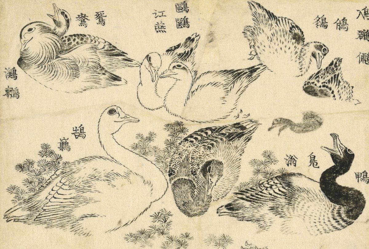 Water birds. Studies of various types of water bird, swimming and diving among river weed. This work seems to have been intended as a kind of picture thesaurus. Often several variants names – sometimes archaic, sometimes apparently fanciful – are given for a particular motif. Here the birds are named, from top right: Little grebe, Duck, wild duck, Seagull (tern), Mandarin duck, waterbird, Swan. Katsushika Hokusai, 1829. © The Trustees of the British Museum