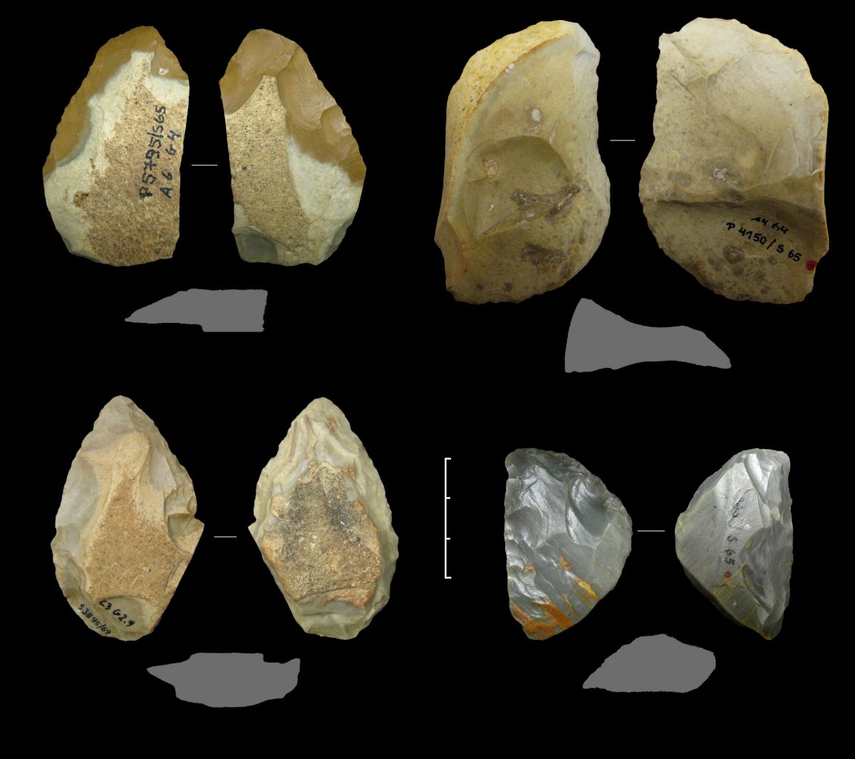 Various Keilmesser and a simple backed knife (top right) from the Neanderthal period 60,000 to 44,000 years ago, from the Sesselfelsgrotte cave near Kelheim (G-complex, excavations by Prof. Freund, FAU. Credit: D. Delpiano, UNIFE
