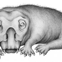 Evidence of hibernation-like state in Antarctic animal