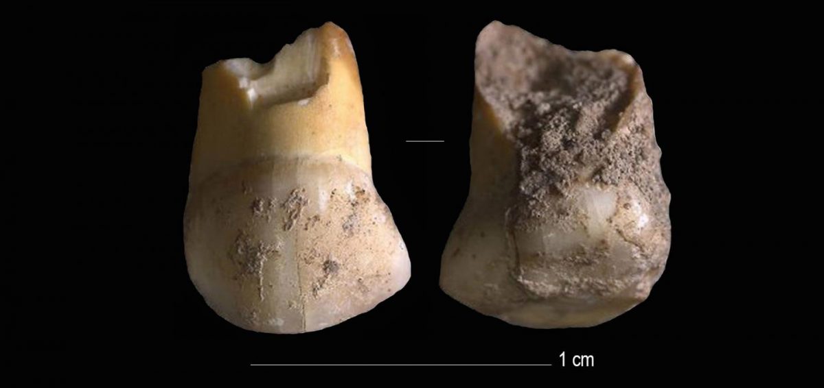 Neanderthal milk-tooth. Image Credit : Journal of Human Evolution