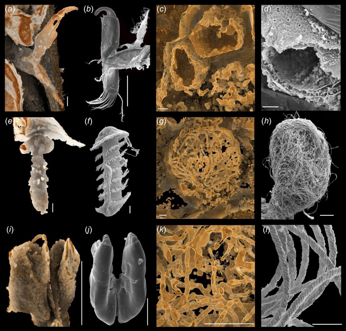 Preserved body parts in fossils compared with modern analogues. Credit: 
NIGPAS