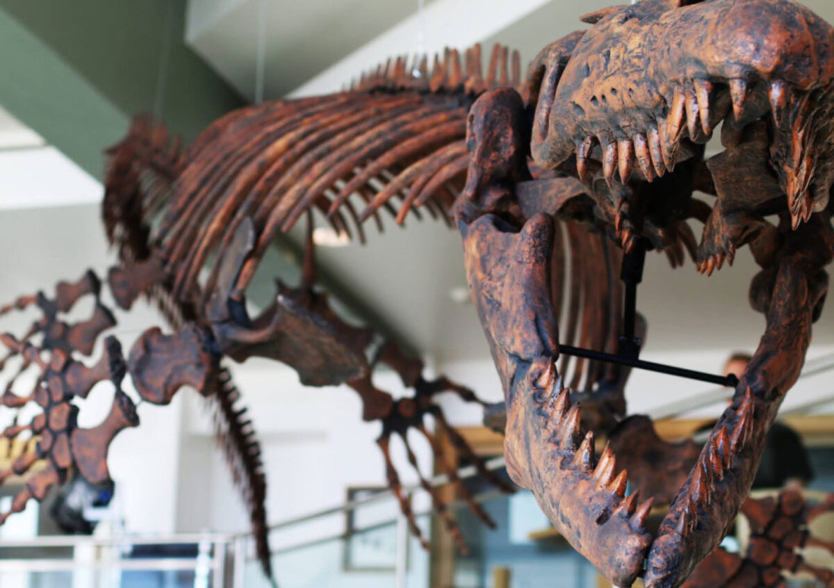 A cast of the mosasaur Gnathomortis stadtmani’s bones mounted at Brigham Young University’s
Eyring Science Center in Provo, Utah. Using phylogenetics and other analysis, Utah State
University Eastern paleontologist Joshua Lively described and renamed the new genus,
which roamed the oceans of North America toward the end of the Age of Dinosaurs. Credit: BYU
