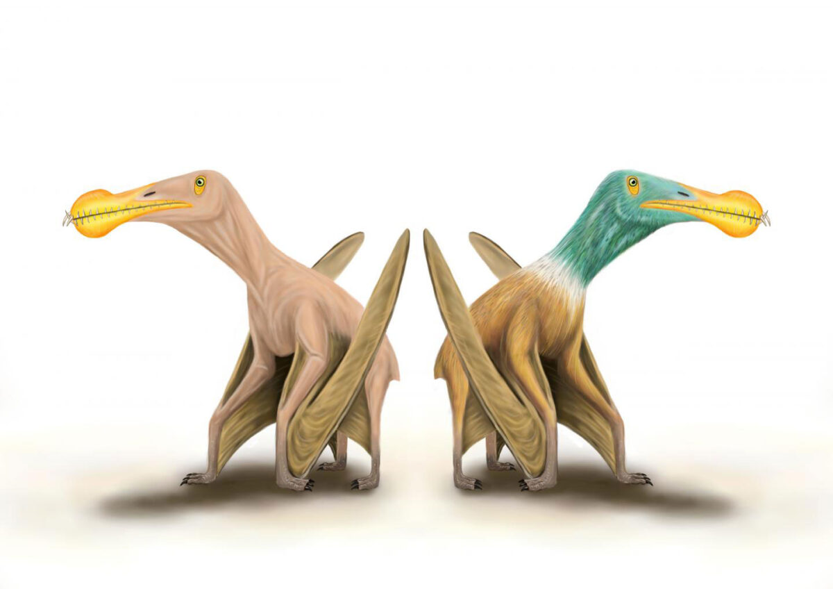 What did pterosaurs look like? Some researchers think they had a relatively smooth skin without any covering, similar in appearance to the skin on the palms of your hands. Others have argued that they were covered with small feather-like structures and looked a little bit like four-legged birds. Credit: Megan Jacobs, University of Portsmouth.