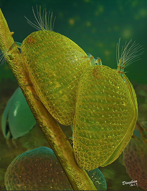 Artist’s reconstruction of the Cretaceous ostracod crustacean Myanmarcypris hui male (right) and female (left) during mating. Source by Dinghua Yang
