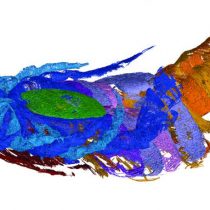 Extinct sea scorpions could breathe out of water