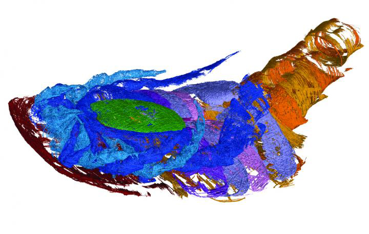 Through computed tomography (CT) imaging, WVU geologist James Lamsdell led a team that found evidence of air breathing in a 340 million-year-old sea scorpion, or eurypterid. This is one of the scans of the specimen. Credit: James Lamsdell